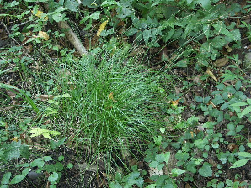 Image of Carex remota specimen.
