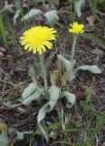Pilosella officinarum