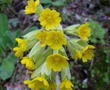 Primula macrocalyx