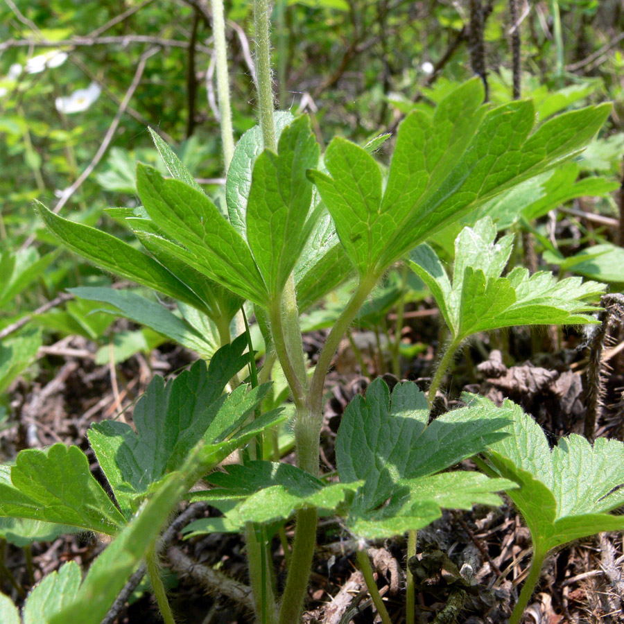 Изображение особи Anemone sylvestris.