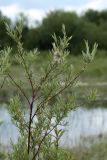 Salix rosmarinifolia. Верхушка плодоносящего растения. Ленинградская обл., Гатчинский р-н, окр. пос. Пудость, луг в заброшенном травертиновом карьере. 25.06.2011.