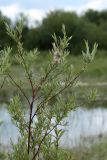 Salix rosmarinifolia