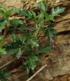Scrophularia rostrata. Часть побега. Азербайджан, Лерикский р-н, Зуванд, ущелье р. Конжавучай. 12.04.2010.