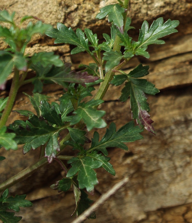 Image of Scrophularia rostrata specimen.