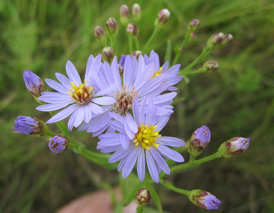 Image of Tripolium pannonicum specimen.