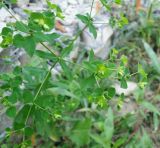 Euphorbia stricta