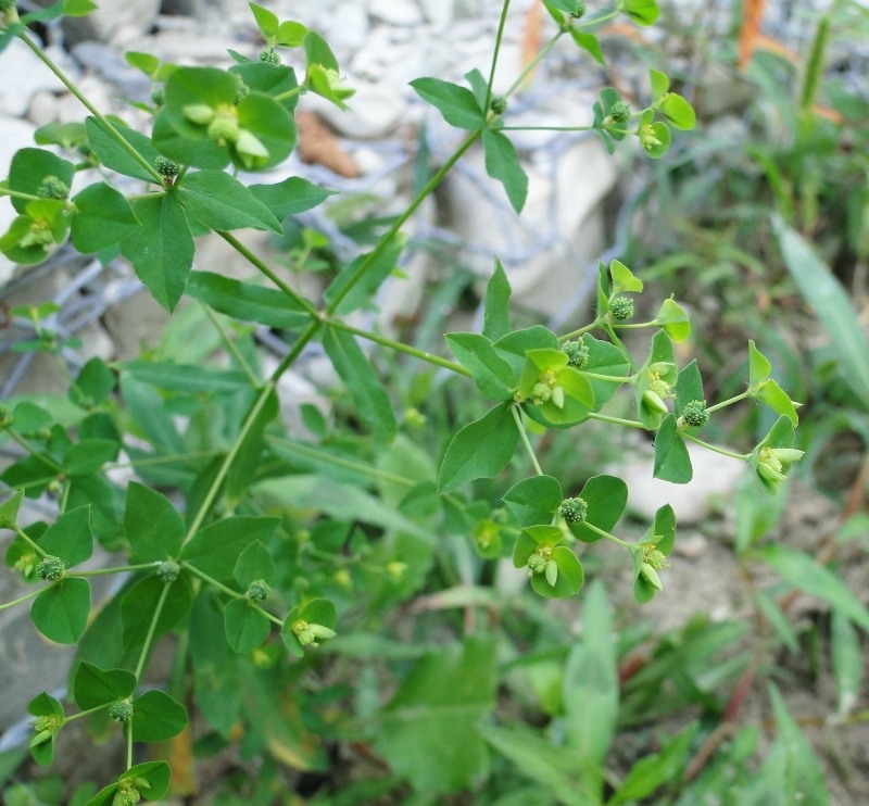 Image of Euphorbia stricta specimen.