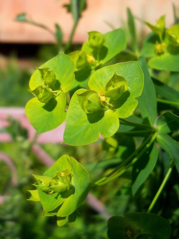 Image of Euphorbia virgata specimen.
