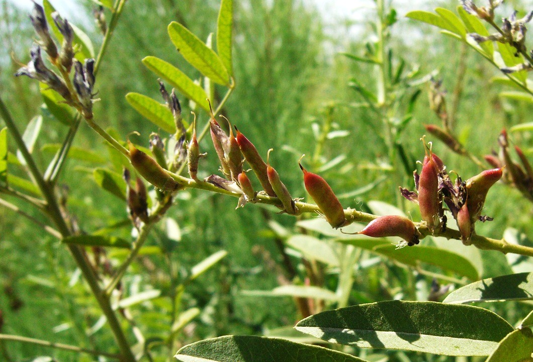 Image of Glycyrrhiza glabra specimen.