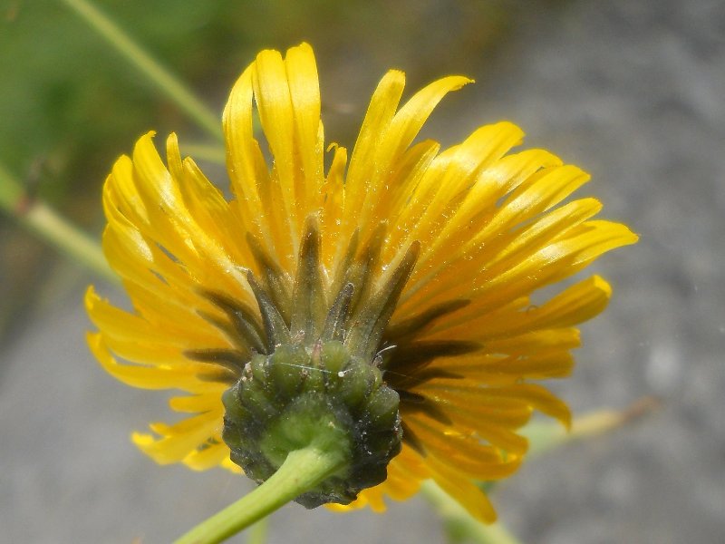 Image of Sonchus oleraceus specimen.