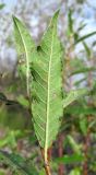 Salix × myrtoides