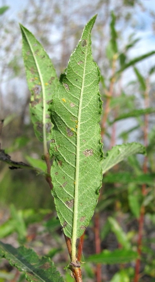 Изображение особи Salix &times; myrtoides.
