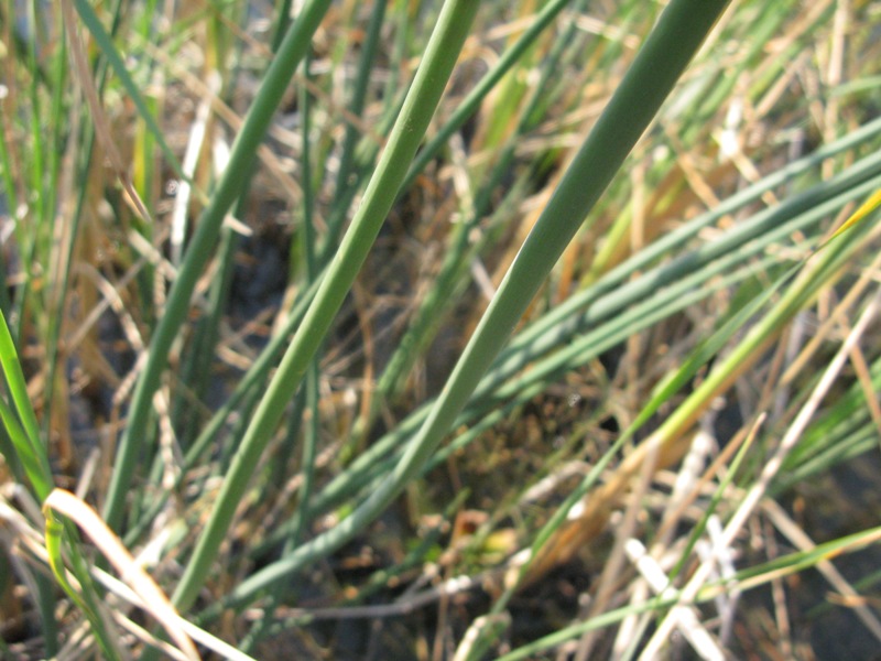 Image of Schoenoplectus tabernaemontani specimen.