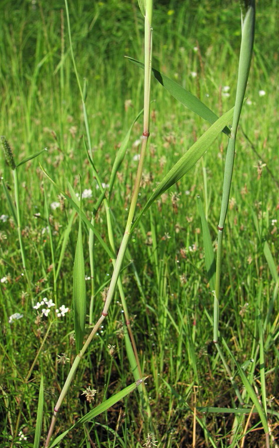 Изображение особи Alopecurus geniculatus.