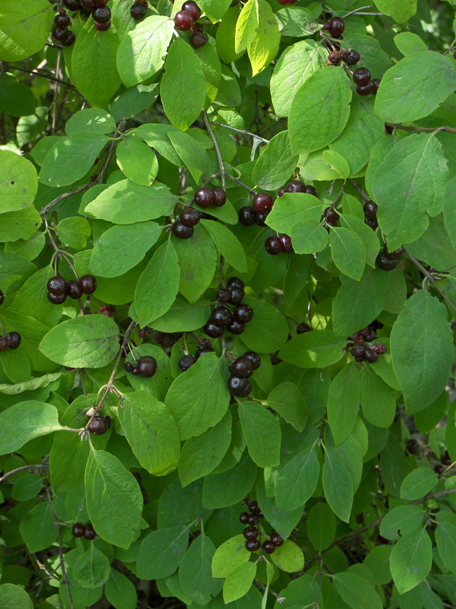 Image of Lonicera steveniana specimen.