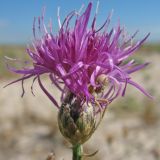 Centaurea majorovii. Соцветие с затаившимся цветочным пауком. Украина, Донецкая обл., Новоазовский р-н, Кривая коса, НПП \"Меотида\". 05.08.2010.