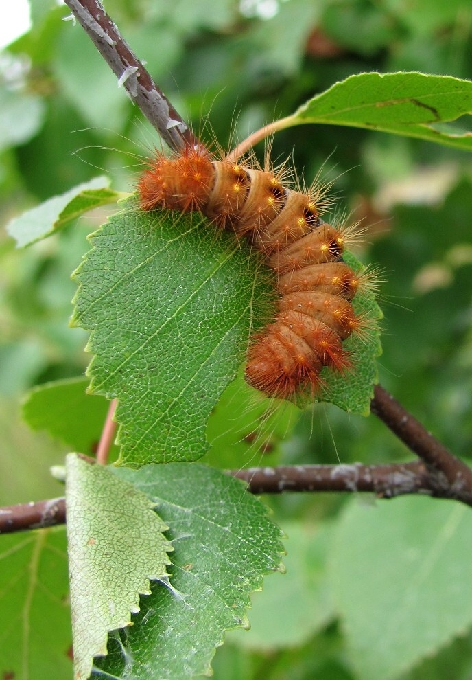 Image of Betula pendula specimen.