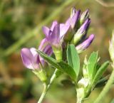 Medicago sativa