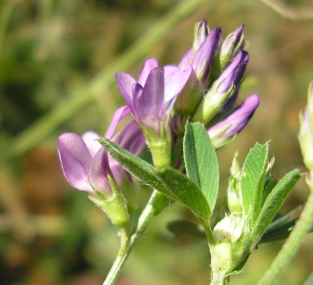 Изображение особи Medicago sativa.