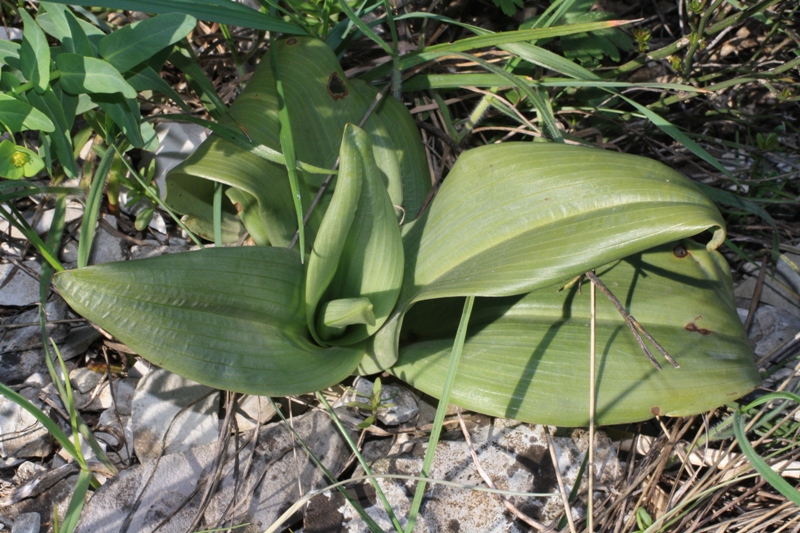 Image of Himantoglossum caprinum specimen.