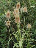 Dipsacus fullonum