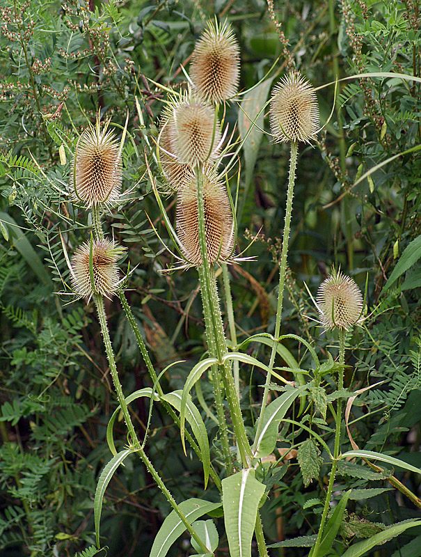 Изображение особи Dipsacus fullonum.