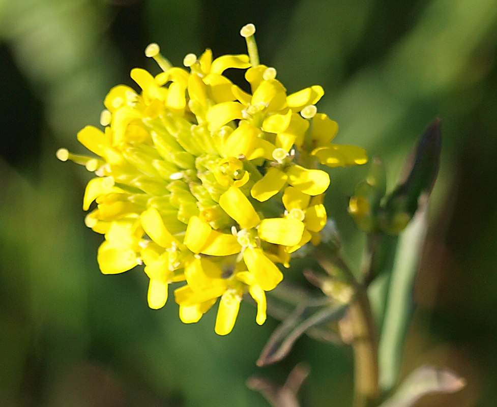 Image of Erysimum hieraciifolium specimen.