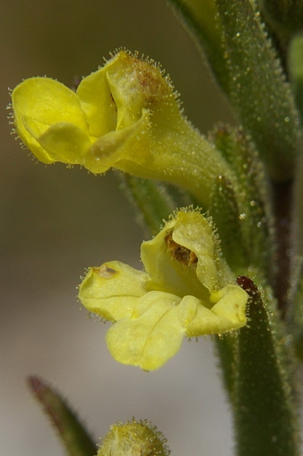 Image of Macrosyringion glutinosum specimen.