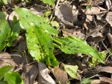 Arum orientale