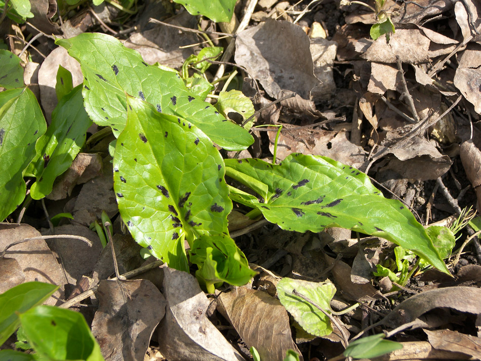 Изображение особи Arum orientale.