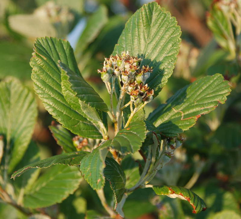 Image of Sorbus aria specimen.