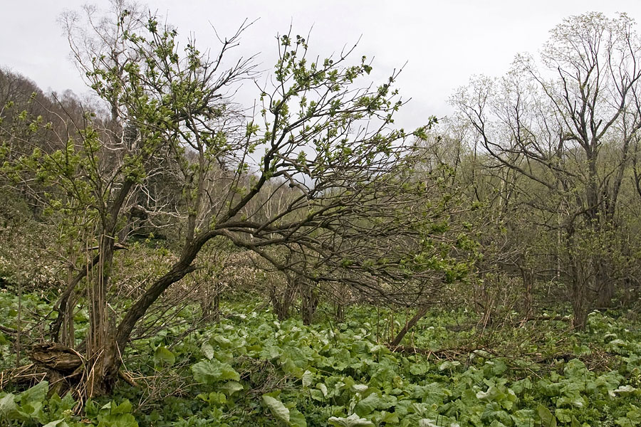 Image of Sambucus miquelii specimen.