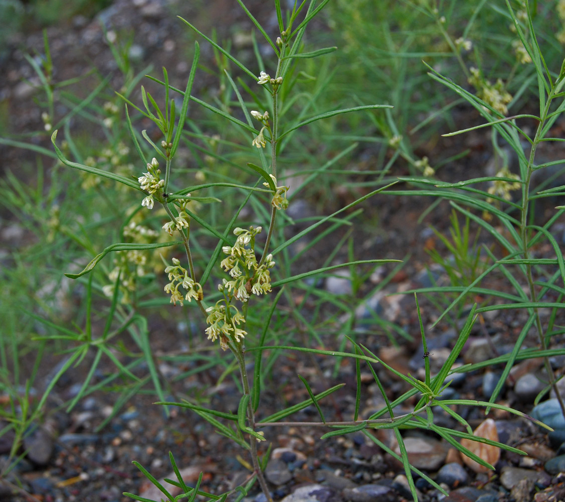Image of Vincetoxicum sibiricum specimen.