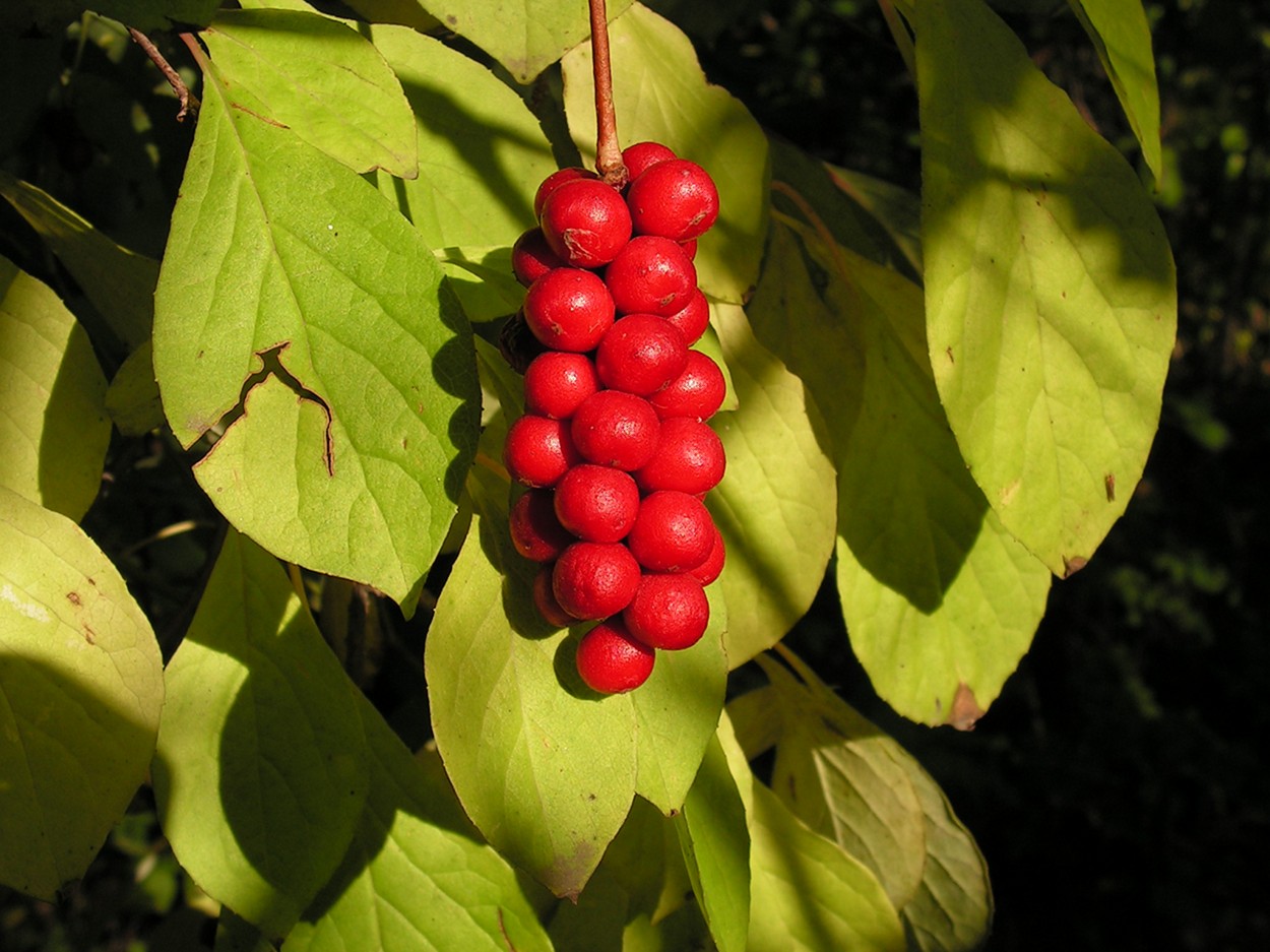 Изображение особи Schisandra chinensis.