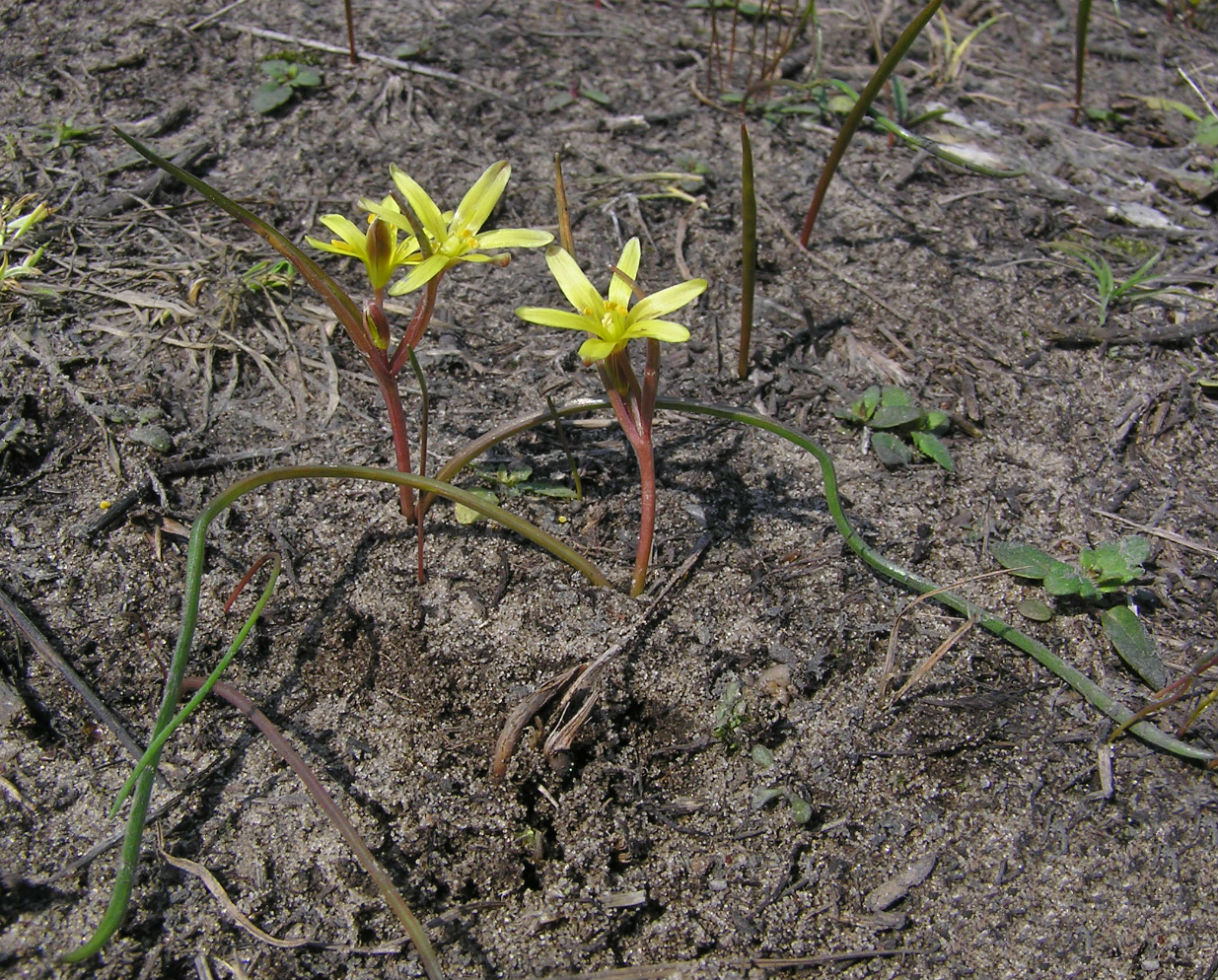 Image of genus Gagea specimen.