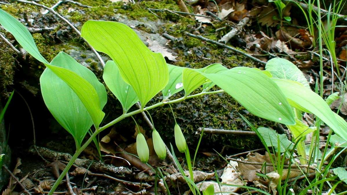 Изображение особи Polygonatum glaberrimum.