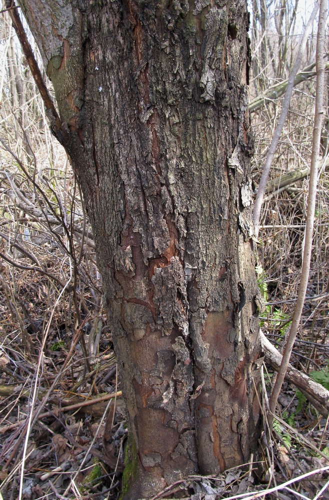 Изображение особи Salix myrsinifolia.