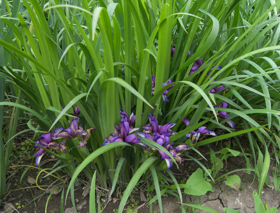 Изображение особи Iris graminea.