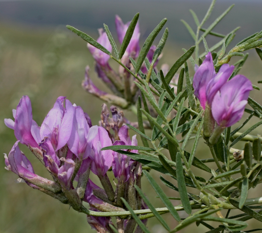 Image of Astragalus oropolitanus specimen.