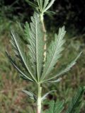 Potentilla recta