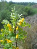 Caragana arborescens