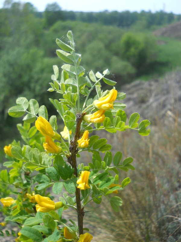 Изображение особи Caragana arborescens.