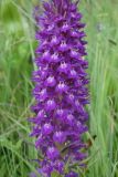 Dactylorhiza armeniaca