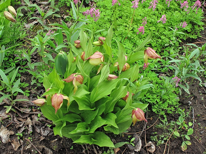 Изображение особи Cypripedium &times; ventricosum.