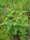 genus Vincetoxicum. Цветущие растения. Крым, гора Северная Демерджи. 2 июня 2012 г.