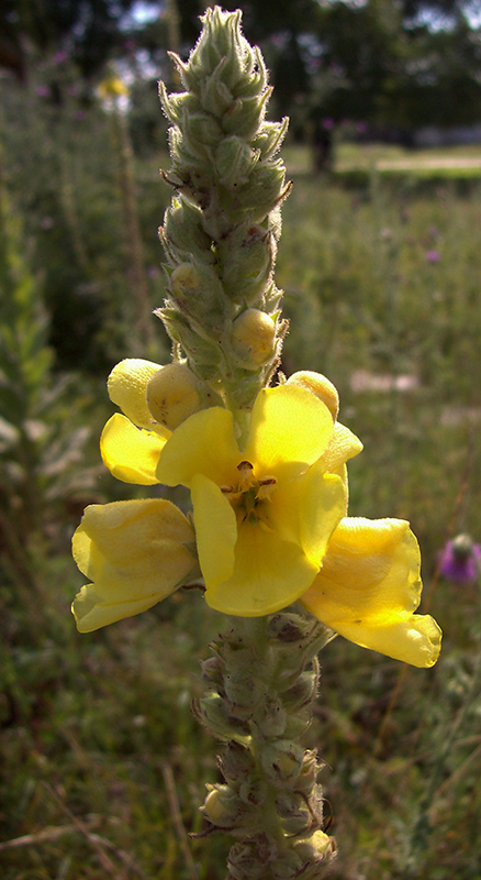 Image of Verbascum densiflorum specimen.