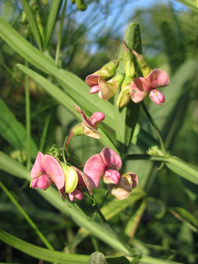 Изображение особи Lathyrus sylvestris.