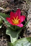 Tulipa berkariensis