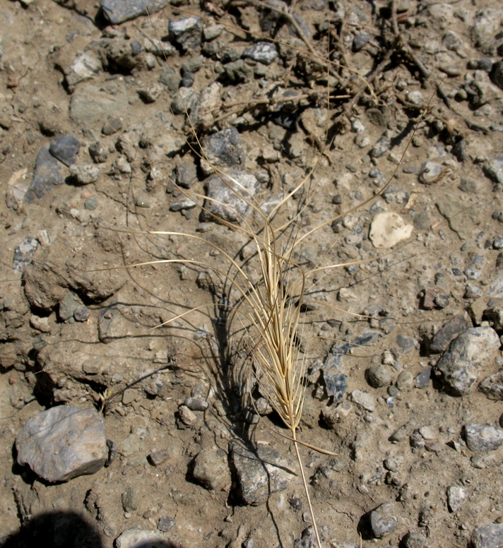 Image of Taeniatherum crinitum specimen.