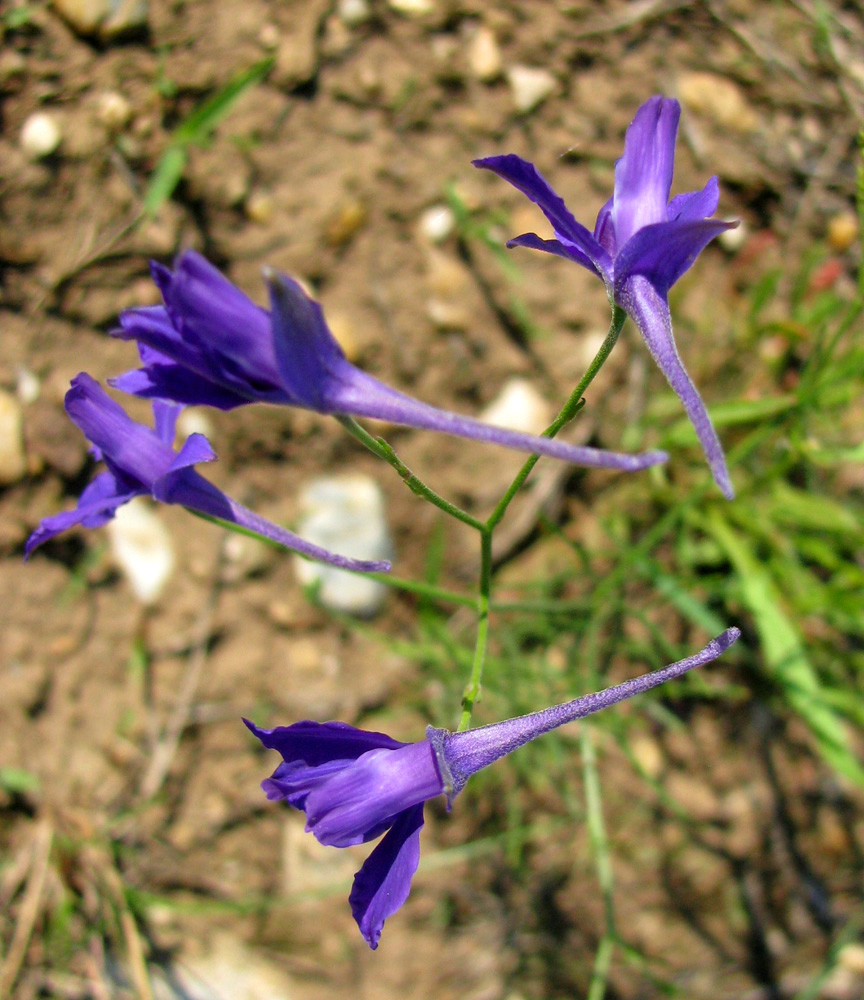 Изображение особи Delphinium consolida.